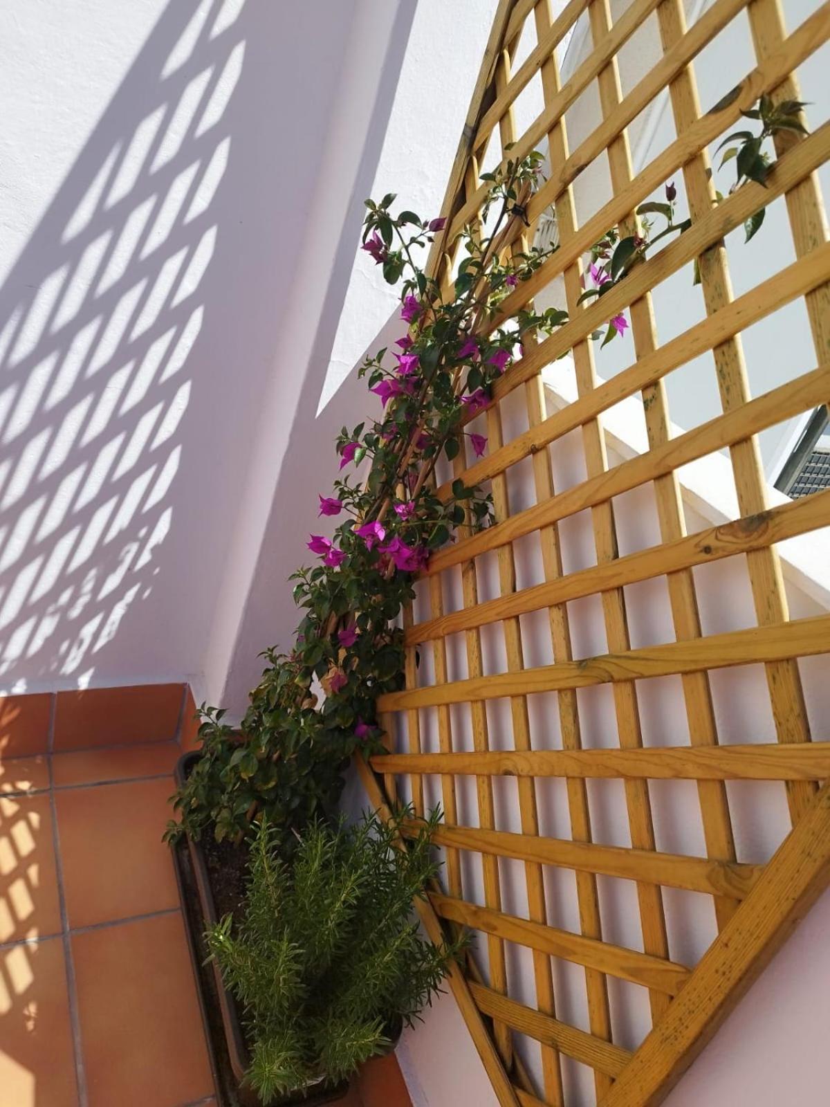 Apartamento Plumaria Málaga Exterior foto